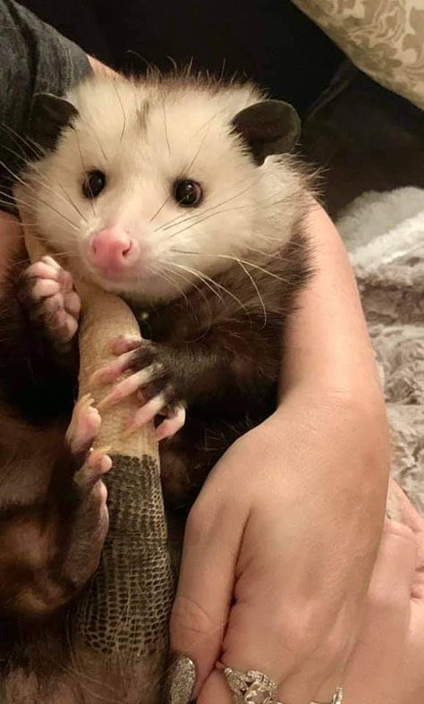 Cute Possum Pictures, Opossums Cute, Aesthetic Possum, Cute Possums, Cute Opposum, Pet Opossum, Opossum Fursona, Possum Fursona, Possum Aesthetic