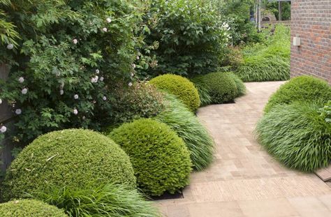 Contemporary Surrey Garden With Outdoor Kitchen | Elks-Smith Landscaping With Evergreens, Parterre Garden, Landscape Garden Design, Evergreen Garden, Plant Arrangements, The New Forest, Evergreen Plants, Contemporary Garden, Garden Landscape Design