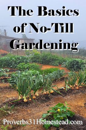 No Till Gardening, No Dig Garden, Lasagna Gardening, Homestead Ideas, Dig Gardens, Growing Fruit, Dry Leaf, Small Farm, Hobby Farms