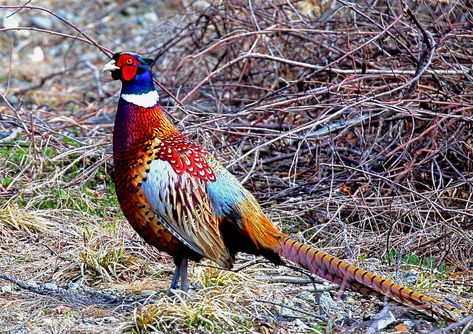 Ring Necked Pheasant, Ring Neck, Wild Animals Photography, Wildlife Pictures, Game Birds, Rare Birds, Bird Artwork, Bird Pictures, Bird Photo