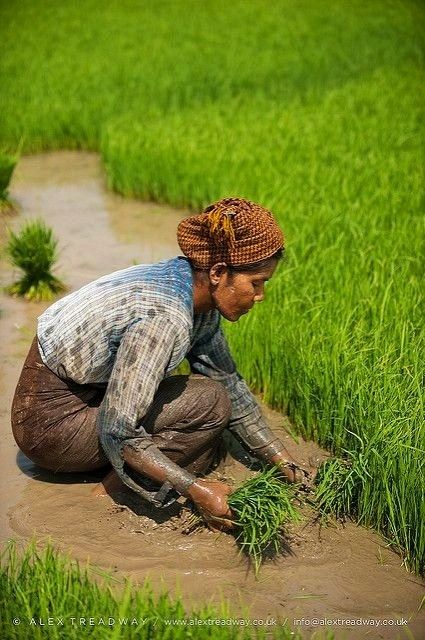 Rice Farm Photography, Animals National Geographic, Rice Farming, Agriculture Photography, Loneliness Photography, National Geographic Animals, Farming Technology, Farm Photography, National Geographic Kids