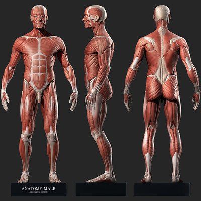 ArtStation - Fast sculpting (During lunchtime breaks) , Paloma Alperi Abs Anatomy, Human Anatomy Study, Muscles Reference, Human Body Muscles, Head Proportions, Skin Anatomy, 3d Anatomy, Man Anatomy, Anatomy Sculpture