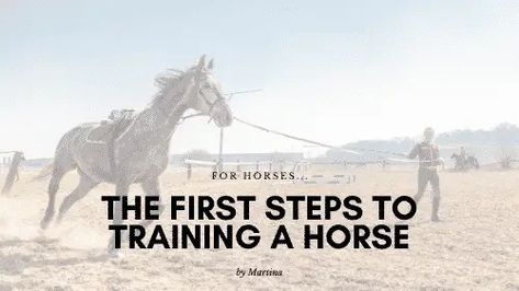 The First Steps to Training a Horse – Equestrian Boots and Bridles Horse Training Ground Work, Equestrian Boots, Bridles, Horse Equestrian, Horse Training, A Horse, First Step, Equestrian, The One