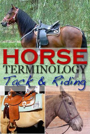 Horse Terminology, Horse Lapbook, Horse Guide, Horse Judging, Horse Education, Training Horses, Horse Lessons, Healthy Horses, Happy Horse