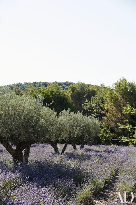 Garden South Of France, Olive Trees And Lavender Garden, Olive Tree Orchard, Lavender Backdrop, Olive Orchard, Olive Farm, Provence Garden, Lavender France Provence, Lavender Field France