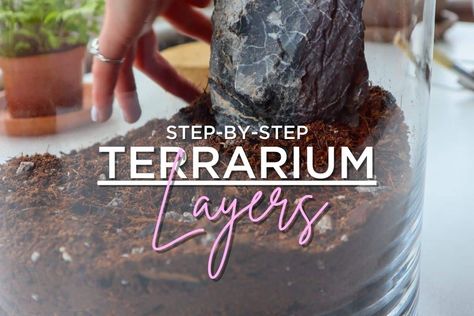 Terrarium Layers: A Step-By-Step Guide to Building Success Terrarium Layers, Guide Terraria, Making A Terrarium, Terrarium Closed, Terraria Tips, Cypress Mulch, Large Terrarium, Open Terrariums, Small Terrarium