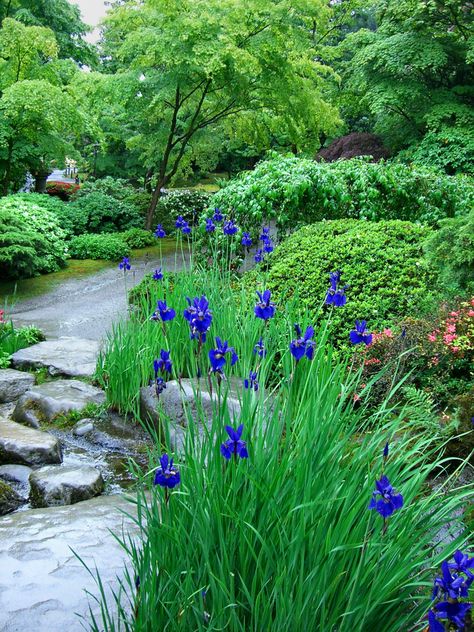 I used to think irises weren't worth the trouble, but I'm coming around to them. Seattle Japanese Garden, Japanese Water, Iris Flower, Japanese Gardens, Country Garden, Gorgeous Gardens, Water Feature, Garden Cottage, Shade Garden