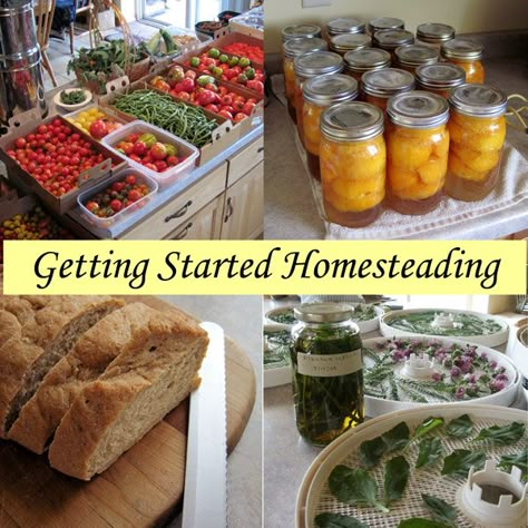 Getting Started Homesteading - Articles for Beginners Featuring Homesteading Basics Homesteading Skills, Urban Homesteading, Living Off The Land, Organic Garden, Homestead Survival, S'mores, Organic Gardening Tips, Paula Deen, Organic Vegetables