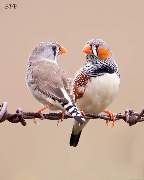 Native Australian Birds, Australian Parrots, Hummingbirds Photography, Birds Photography Nature, Zebra Finch, Finches Bird, Birds Nature, Finches, Lovely Creatures