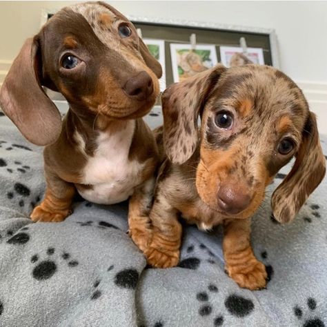 Daschund Puppies, Dapple Dachshund Puppy, Cute Fluffy Dogs, Baby Dachshund, Dachshund Puppies For Sale, Dachshund Puppy Miniature, Really Cute Puppies, Dapple Dachshund, Very Cute Dogs