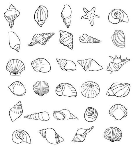 Seashells Drawing, Seashell Drawing, Accessories Drawing, Shell Tattoo, Starfish Tattoo, Shell Drawing, Seashell Tattoos, Shell Tattoos, Summer Drawings