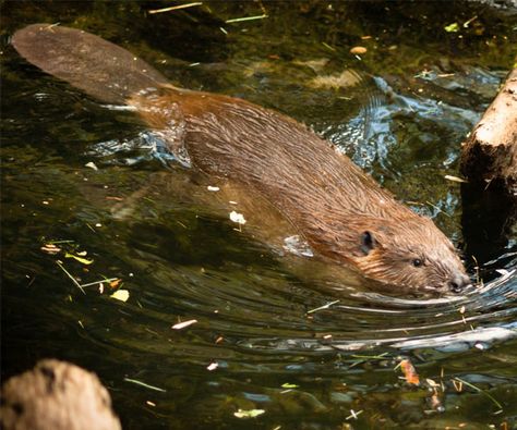 Sea Animals Tattoo, Beaver Pictures, Cute Animal Tattoos, Tattoo Nature, Animals Tattoo, American Animals, Therapy Animals, Animal Sketches, Weird Animals