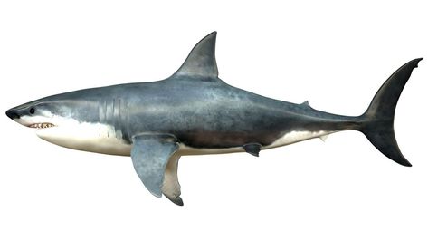 Cenozoic Era, Greenland Shark, Goblin Shark, Thresher Shark, Extinct Species, Species Of Sharks, Megalodon Shark, Aquatic Life, Fish Drawings