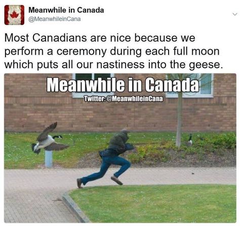 /1615915341788824/?type=3&theater Canada Jokes, Canadian Stereotypes, Canadian Facts, Canadian Memes, Canada Memes, Canadian Humor, Meanwhile In Canada, Animal Funnies, Historical Humor