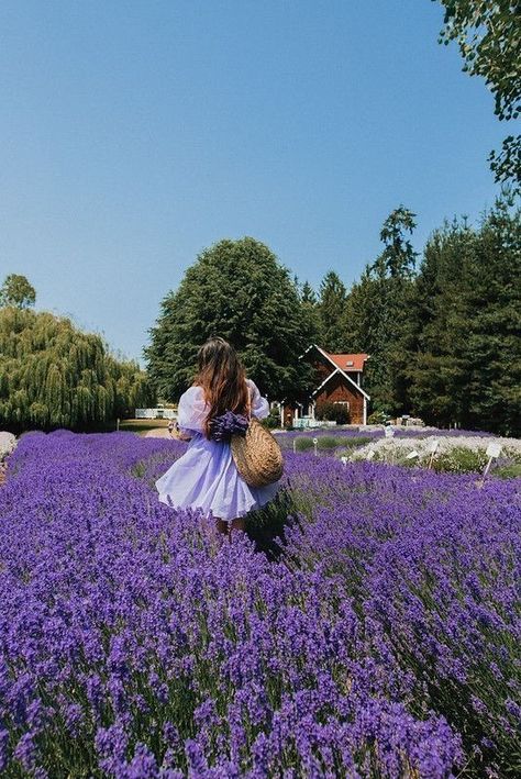 Lavender Field Aesthetic, Provence Aesthetic, Vintage Paris Aesthetic, Summer Spring Aesthetic, Aesthetic Lavender, Lavender Provence, Ginger Picture, Lavender Fields Photography, Outfit Printemps