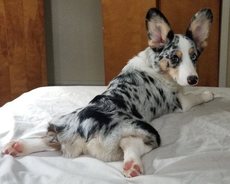 Corgi Mixed With Australian Shepherd, Corgi Australian Shepherd, Corgi Mix Puppies, Blue Merle Corgi, Merle Corgi, Animal Tatoos, Corgi Stuff, Cowboy Corgi, Every Dog Breed