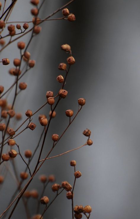 Fall Plants Aesthetic, Autumn Nature Aesthetic, Autumn Flowers Aesthetic, Autumn Objects, Hozier Vibes, Cell Wallpaper, November Vibes, Autumn Moodboard, Autumn Plants