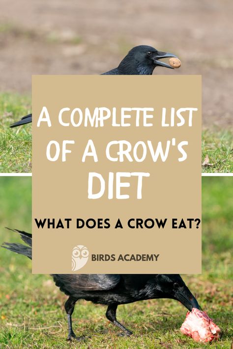 Food For A Crow, Crow Platform Feeder, What Do Crows Eat, Attracting Crows To Your Yard, What To Feed Crows, How To Attract Crows To Your Yard, Crow Feeding Station, How To Befriend Crows, How To Attract Crows