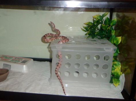 Better than a climbing branch! I came up with this idea out of a dollar store for a snake quarantine terrarium. It's easy to clean/sanitize, perfectly balanced so it won't topple, and the whole thi... Diy Snake Hide, Reptile Enrichment, Snake Enrichment, Snake Room, Milk Crates Diy, Ball Python Care, Zoo Enrichment, Snake Care, Diy Snake