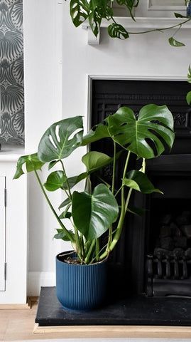 The Ultimate Cheese Plant Care Guide | Happy Houseplants – Happy Houseplants Ltd