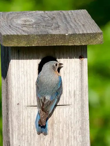 Diy Bluebird House, Blue Bird Houses Diy, House On Poles, Birdhouses Diy, Bluebird Houses, Bluebird House Plans, Blue Bird House, Bluebird Nest, Squirrel House