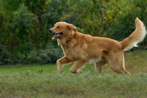 Running Golden Retriever, Dogs Running In Field, Dog Running Reference, Red Retriever Puppy, Labrador Running, Golden Retriever Running, Dog Commission, English Labrador Retriever, Labrador Retriever Quotes