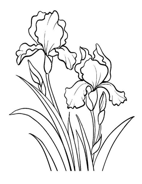 Iris Coloring Page, Iris Drawing Simple, Iris Flowers Drawing, Iris Drawing, Iris Painting, Draw Flowers, Flower Line Drawings, Flower Drawing Tutorials, Flower Art Drawing