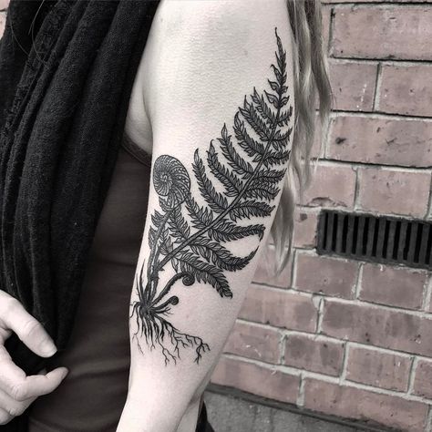 🌿 Fern Unfurling for Emily! Thank you 🌿 @art.tattoos Fern With Roots Tattoo, Black And White Fern Tattoo, Thigh Fern Tattoo, Fiddle Fern Tattoo, Fiddle Head Tattoo, Large Fern Tattoo, Resurrection Fern Tattoo, Ostrich Fern Tattoo, Fern And Wildflower Tattoo