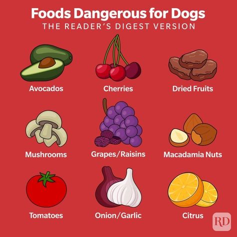 18 Foods Dogs Can't Eat — Toxic Foods for Dogs to Avoid What Can Dogs Eat, Food Dogs Cant Eat, Things Dogs Cant Eat, Toxic Foods For Dogs, Foods For Dogs, Easy Dog Treat Recipes, Raw Salmon, Easy Dog Treats, Toxic Foods