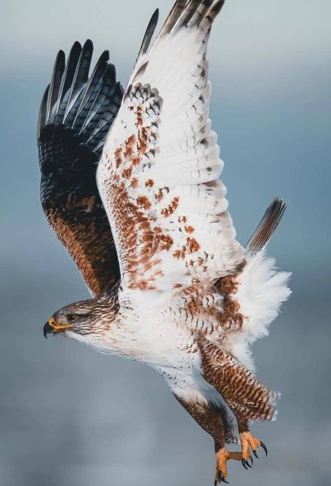 Ferruginous Hawk Ferruginous Hawk, S King, Buzzard, Instagram S, Birds Of Prey, Bald Eagle, Eagles, The Next, Birds