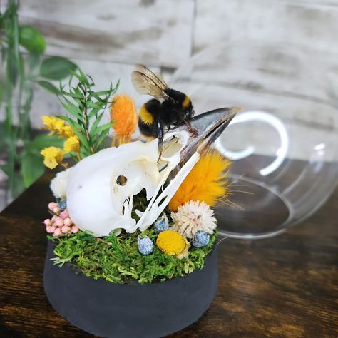 So after a few days off I'm here, I'm still not doing great, but by not working or posting on social media my business suffers and I can already see the affects of not being active on here. I managed to get this magpie skull and bumble bee dome created today. Just look at that fluffy bum and beautiful wings 🐝 Available on my etsy now ( please use link in my bio for share and save on etsy 🥰🥰) or DM me to purchase #bee#bumblebee#mentalhealth#mentalhealthsupport#taxidermy#skulls#vulturecul... Magpie Skull, Posting On Social Media, Beautiful Wings, Animal Skulls, Magpie, My Business, Taxidermy, Bumble Bee, Dm Me