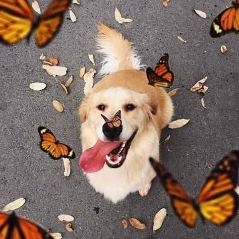 Dogs Are God's Art And Here Are 15 Majestic Photos To Prove It Golden Retrievers, Animal Love, Cuteness Overload, Adorable Animals, Too Cute, Dogs Cats, Puppy Love, Fur Babies, Golden Retriever