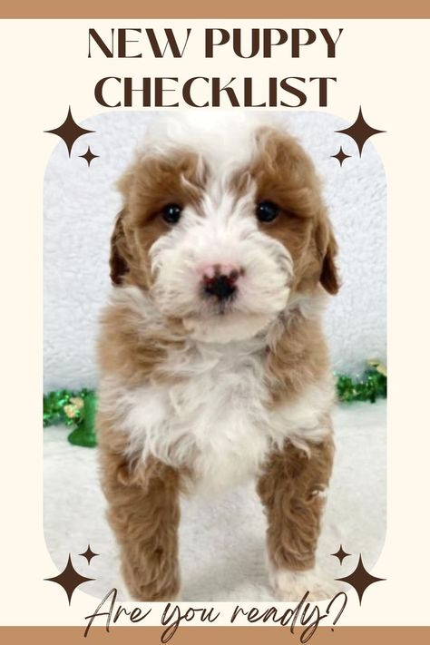 new puppy checklist, taking your puppy home, training, insurance, pet sitting, goldendoodle bible New Puppy Photoshoot, Doodle Tips, New Puppy Checklist, Puppy Checklist, Getting A Puppy, New Puppy, Do You Need, Get Ready, Fur Babies