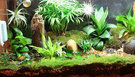 Building a Salamander Vivarium or Terrarium | PetHelpful Salamander Habitat, Salamander Terrarium, Bioactive Vivarium, Tiger Salamander, Frog Terrarium, Aquarium Terrarium, Pot Garden, Salamanders, Reptile Enclosure