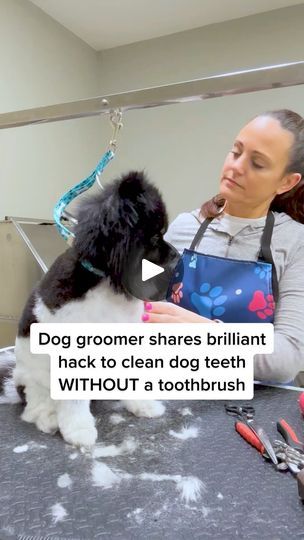 Dog Teeth Cleaning Treats, Dog Groomer Humor, Dog Meds, Brushing Dogs Teeth, Bad Dog Breath, Pill Pockets, Things For Dogs, Meds For Dogs, Dogs Teeth