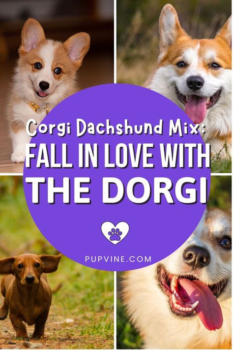 The Corgi Dachshund mix is one of the most popular crossbreeds with many awesome qualities. The Dorgi is a terrific family pet and here's why. Cute Dog Outfits, Corgi Dachshund, Cute Corgi Puppy, Pembroke Welsh Corgi Puppies, Dog Outfits, Diy Dog Toys, Welsh Corgi Puppies, Dog Grooming Tips, Dog Clothes Diy