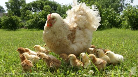 Hen and chicks Hen Photography, Chickens Cottagecore, Hen With Chicks Under Wings, Hen With Chicks, Chicken Memes Humor, Raising Chicks, Chicken Life, Chicken Chick, Beautiful Chickens