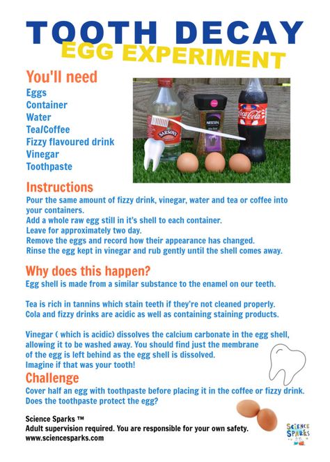 Printable instructions for a tooth decay experiment using eggs. Great health and human body science experiment for kids. Teeth Projects For Kids, 1st Grade Science Fair, Health Science Projects, Human Body Homeschool, Egg Experiment, Human Body Unit Study, Science Fair Projects Boards, Egg Experiments, Body Science