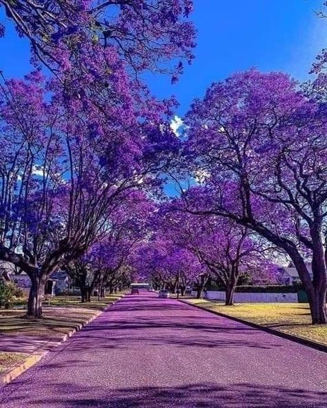 Jiquilpan Michoacán  México  Jacarandas! Jacaranda Tree, Purple Trees, World Photo, Nature Tree, Beautiful Places Nature, Like Instagram, Culture Travel, Beautiful Tree, Most Beautiful Places