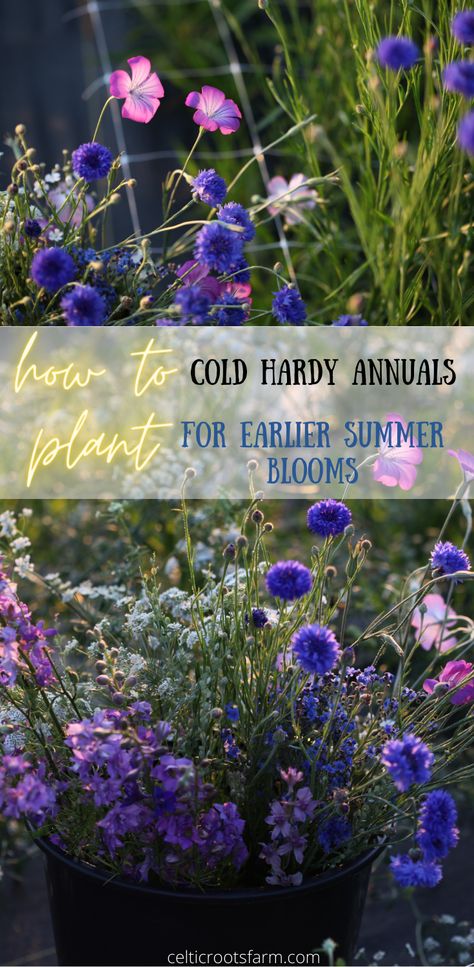 Cold Weather Flowers, Zone 5 Garden, Hardy Annuals, Planting Flowers From Seeds, Cut Garden, Flower Seedlings, Flower Farming, Cut Flower Farm, Allotment Gardening