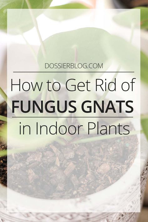 How to Get Rid of Fungus Gnats for Indoor Plants - Dossier Blog Bugs In Plants How To Get Rid, Plant Flies Indoor, How To Get Rid Of Nats In House Plants, Get Rid Of Plant Gnats, Plant Gnats How To Get Rid, Gnats In House Get Rid Of, How To Get Rid Of Gnats In House Plants, Getting Rid Of Nats, Plant Tricks