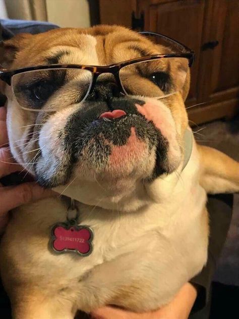 Bulldogs English, Cute Bulldog Puppies, Bulldog Pics, Bulldog Funny, Cute Bulldogs, English Bulldog Puppies, Bull Dogs, Old English Bulldog, Bulldog Lover