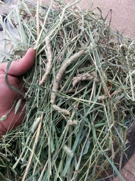 horse hay, timothy horse hay, hay testing, wrayton transport, lynda m vanden elzen, is dark green horse hay best, first cut horse hay, orchard grass horse, sugar in horse hay Horse Hay, Grass Hay, Good Questions, Portable Garage, Horse Info, Horse Health, Miniature Horse, Hobby Farms, Horse Life