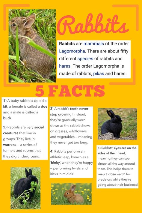 Rabbit Facts and info..... Rabbits are mammals from the order Lagomorpha. There are so known species of Rabbits and Hares. A baby is called a kit. A female a doe and a male a buck. They are sucial creatures that live in groups in dens and tunnles called warrens. The teethe never stop growing and are woren down by eating gresses and hay. Rabbits preform a leap called a binky when happy and have eyes on the sides of their head to increase their feild of vision. Facts About Rabbits, Facts About Bunnies, Rabbit Facts, Diy Bunny Toys, Rabbit Rabbit Rabbit, Wild Bunny, Pet Rodents, Pet Rabbit Care, Animal Life Cycles