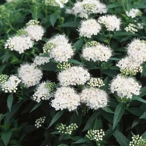 Outdoor Landscaping Ideas Backyard, White Spirea, Spirea Bush, Spirea Shrub, White Flowering Shrubs, Japanese White, Lawn Sprinklers, Planting Shrubs, Crape Myrtle