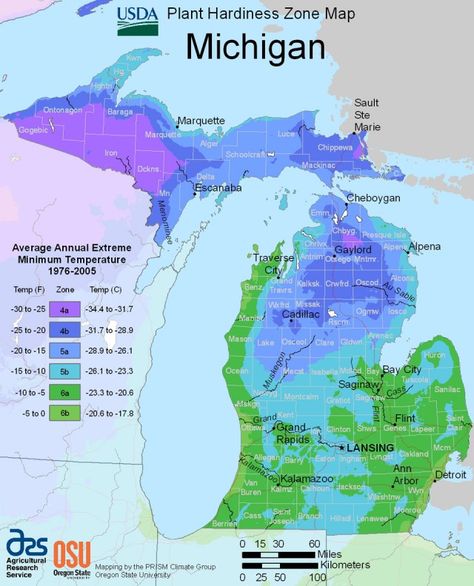 Michigan Hardiness Zone Map  Reliable Plants and Hardy Flowers for Midwest Planting in Michigan as determined by the United States Department Of Agriculture. Southeast Michigan is in Zone 5 with a few areas in 6. Growing Zones Map, Planting Zones Map, Michigan Trees, Vegetable Planting Calendar, Planting Zones, Time Zone Map, Michigan Gardening, Map Of Michigan, Plant Hardiness Zone Map