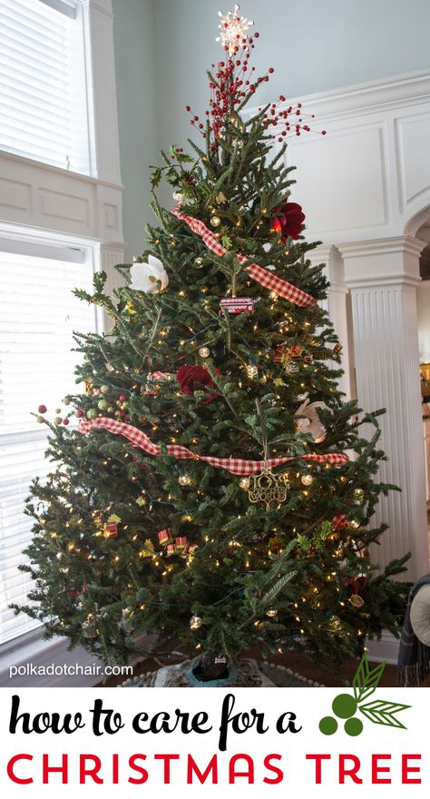 Tips for caring for a Christmas Tree and keeping fresh Christmas trees looking great all season Short Shaved Pixie, Christmas Tree Tips, Ribbon Christmas Wreath, Shaved Pixie Cut, Ribbon Wreath Christmas, Christmas Tree Trimming, Feminine Hairstyles, Live Christmas Trees, Ribbon Christmas