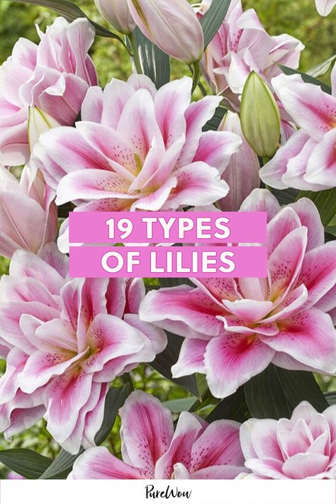 Types Of Lily Flowers, Types Of Lillies, Lily Types, Growing Lillies, Different Types Of Lilies, Lilly Garden, Lily Color, Toxic To Cats, Types Of Lilies