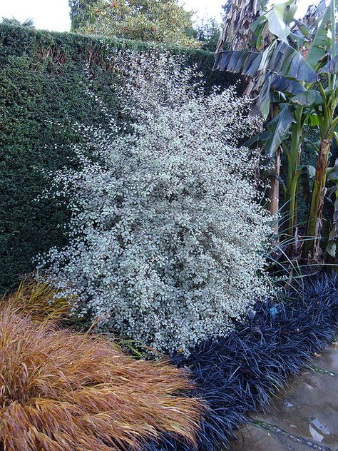 pittosporum tenuifolium silver magic | a beautiful plant up close and far away. drought-tolerant Silver Garden, Pittosporum Tree, Pittosporum Silver Sheen Landscape Design, Pittosporum Miss Muffet, Pittosporum Tenuifolium, Silver Foliage Plants, Pittosporum Tom Thumb, Silver Plant, Australian Native Garden