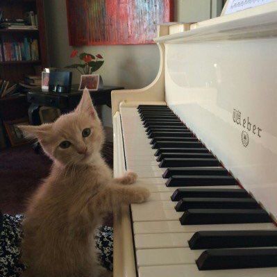 Cat Pfp, Cute Cats, Top 10, Piano, Funny, Anime, Art